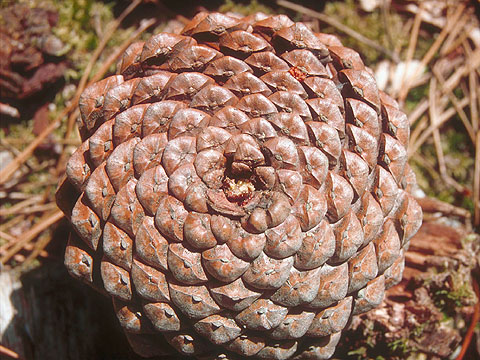 Pine cone